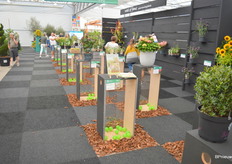 At the entrance, visitors were given the opportunity to vote for what they thought was the most beautiful novelty.